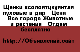 Щенки ксолоитцкуинтли пуховые в дар › Цена ­ 1 - Все города Животные и растения » Отдам бесплатно   